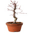 Acer palmatum deshojo, 27 cm, ± 8 años de edad, con un nebari de 3 cm