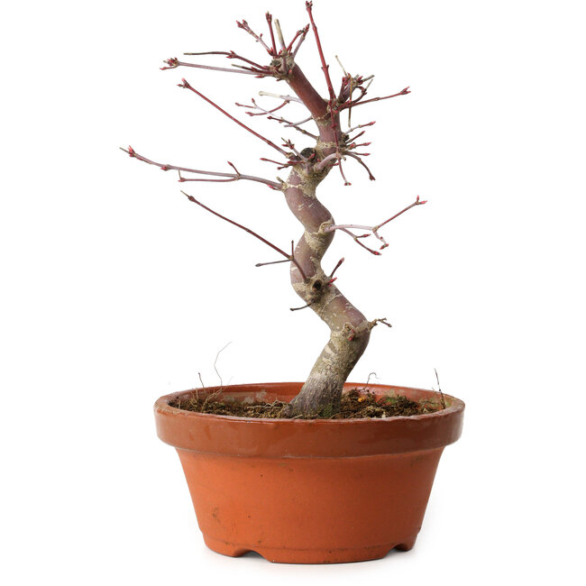 Acer palmatum deshojo, 27 cm, ± 8 ans, avec un nebari de 3 cm