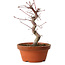 Acer palmatum deshojo, 27 cm, ± 8 años de edad, con un nebari de 3 cm