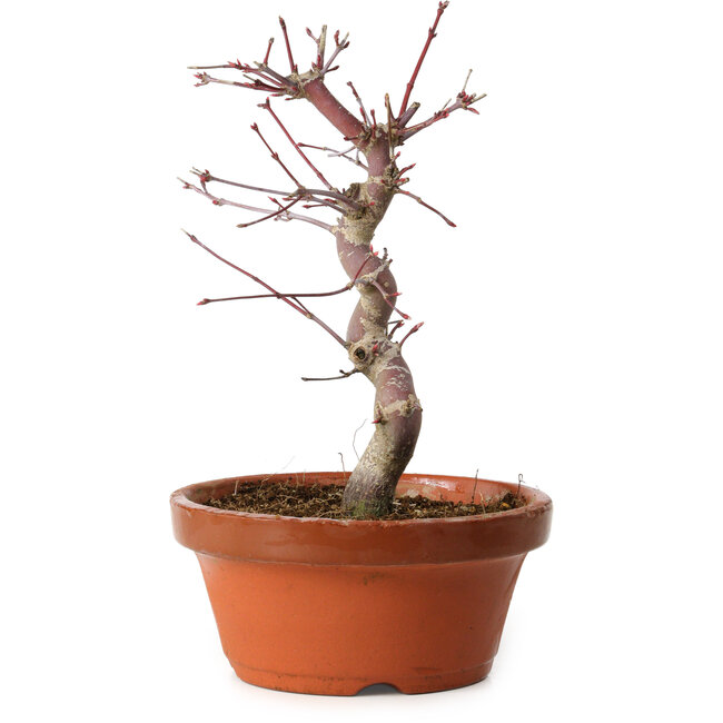 Acer palmatum deshojo, 27 cm, ± 8 jaar oud, met een nebari van 3 cm