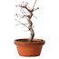 Acer palmatum deshojo, 27 cm, ± 8 ans, avec un nebari de 3 cm