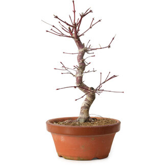 Acer palmatum deshojo, 27 cm, ± 8 ans