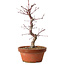 Acer palmatum deshojo, 27 cm, ± 8 years old, with a nebari of 3 cm