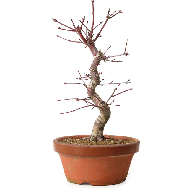 Acer palmatum deshojo, 27 cm, ± 8 ans, avec un nebari de 3 cm