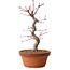 Acer palmatum deshojo, 27 cm, ± 8 años de edad, con un nebari de 3 cm
