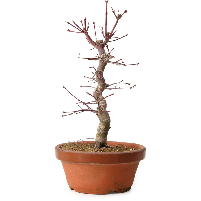 Acer palmatum deshojo, 27 cm, ± 8 anni, con nebari di 3 cm