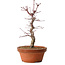 Acer palmatum deshojo, 27 cm, ± 8 anni, con nebari di 3 cm