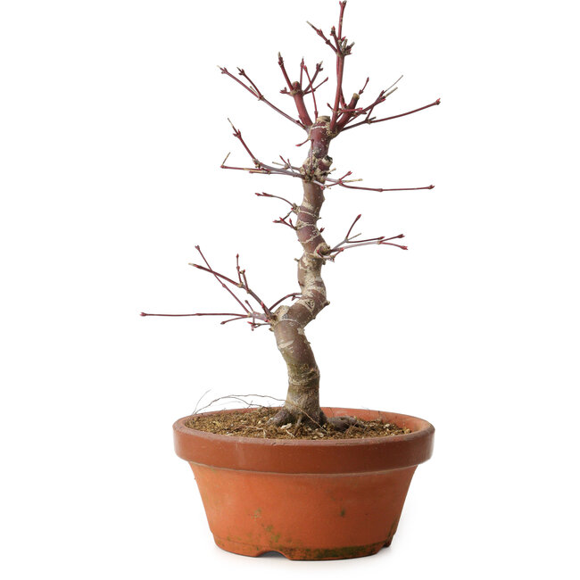 Acer palmatum deshojo, 27 cm, ± 8 años de edad, con un nebari de 3 cm
