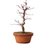 Acer palmatum deshojo, 27 cm, ± 8 years old, with a nebari of 3 cm