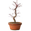 Acer palmatum deshojo, 27 cm, ± 8 years old, with a nebari of 3 cm