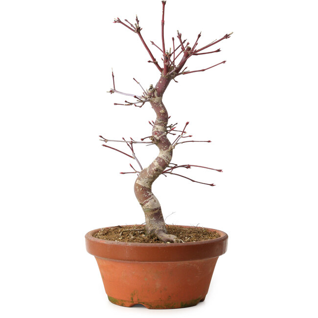 Acer palmatum deshojo, 27 cm, ± 8 años de edad, con un nebari de 3 cm