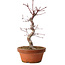 Acer palmatum deshojo, 27 cm, ± 8 años de edad, con un nebari de 3 cm