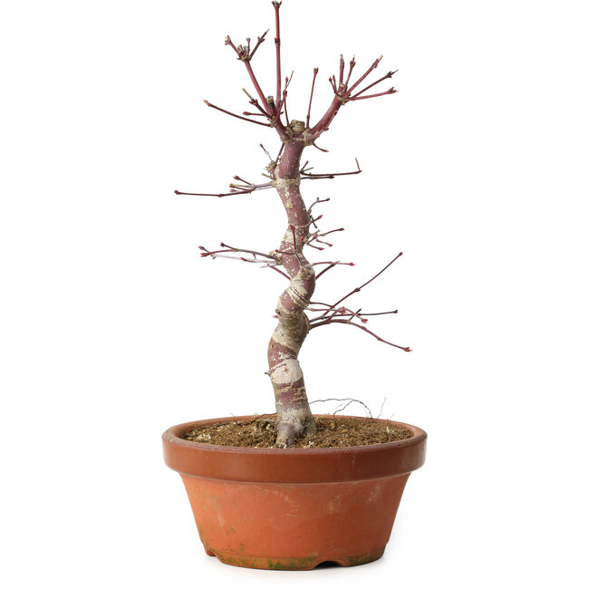 Acer palmatum deshojo, 27 cm, ± 8 jaar oud, met een nebari van 3 cm
