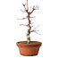 Acer palmatum deshojo, 27 cm, ± 8 jaar oud, met een nebari van 3 cm