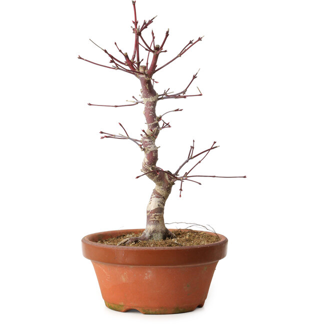 Acer palmatum deshojo, 27 cm, ± 8 years old, with a nebari of 3 cm