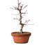 Acer palmatum deshojo, 27 cm, ± 8 ans, avec un nebari de 3 cm