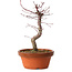 Acer palmatum deshojo, 27 cm, ± 8 anni, con nebari di 3 cm