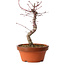 Acer palmatum deshojo, 27 cm, ± 8 anni, con nebari di 3 cm