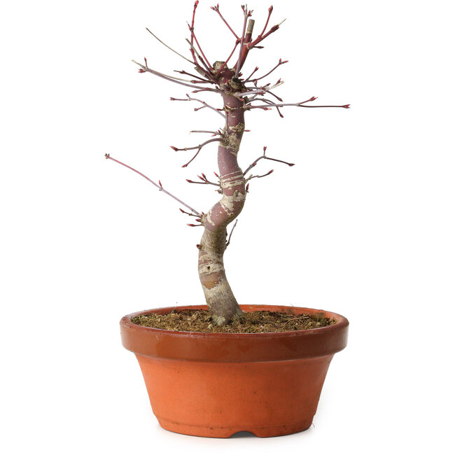 Acer palmatum deshojo, 27 cm, ± 8 years old, with a nebari of 3 cm