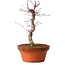 Acer palmatum deshojo, 27 cm, ± 8 ans, avec un nebari de 3 cm