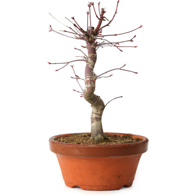 Acer palmatum deshojo, 27 cm, ± 8 ans, avec un nebari de 3 cm