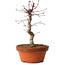 Acer palmatum deshojo, 27 cm, ± 8 ans, avec un nebari de 3 cm