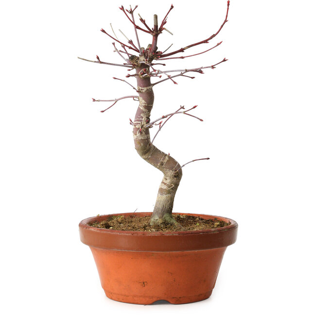Acer palmatum deshojo, 27 cm, ± 8 años de edad, con un nebari de 3 cm