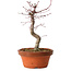 Acer palmatum deshojo, 27 cm, ± 8 jaar oud, met een nebari van 3 cm