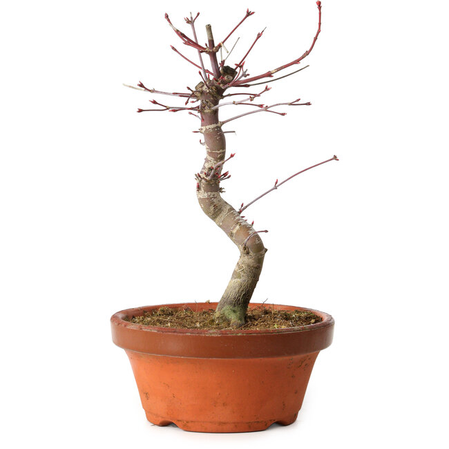 Acer palmatum deshojo, 27 cm, ± 8 jaar oud, met een nebari van 3 cm