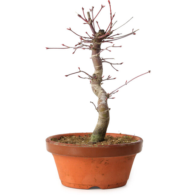 Acer palmatum deshojo, 27 cm, ± 8 years old, with a nebari of 3 cm