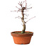 Acer palmatum deshojo, 27 cm, ± 8 años de edad, con un nebari de 3 cm