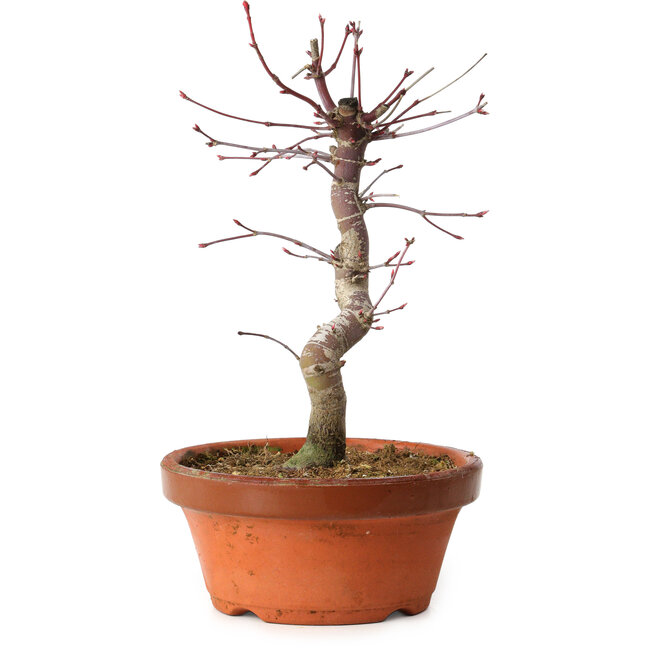 Acer palmatum deshojo, 27 cm, ± 8 ans, avec un nebari de 3 cm