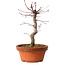 Acer palmatum deshojo, 27 cm, ± 8 años de edad, con un nebari de 3 cm