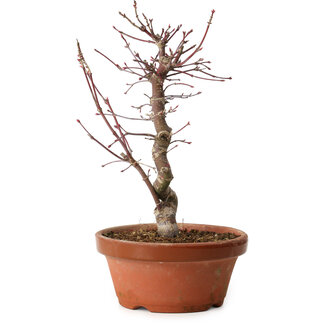 Acer palmatum deshojo, 27 cm, ± 8 years old