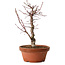 Acer palmatum deshojo, 27 cm, ± 8 years old, with a nebari of 3 cm