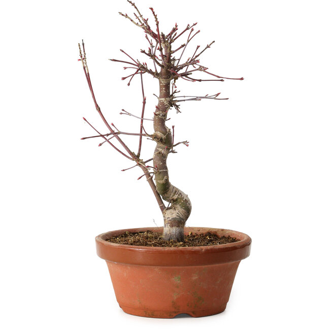 Acer palmatum deshojo, 27 cm, ± 8 años de edad, con un nebari de 3 cm