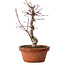 Acer palmatum deshojo, 27 cm, ± 8 ans, avec un nebari de 3 cm