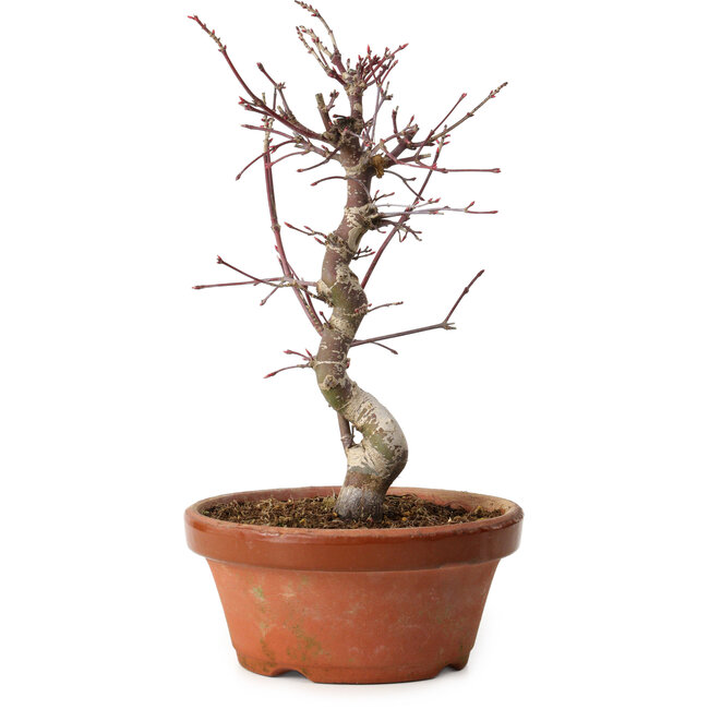 Acer palmatum deshojo, 27 cm, ± 8 ans, avec un nebari de 3 cm