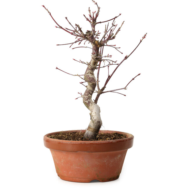 Acer palmatum deshojo, 27 cm, ± 8 ans, avec un nebari de 3 cm