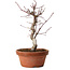 Acer palmatum deshojo, 27 cm, ± 8 ans, avec un nebari de 3 cm