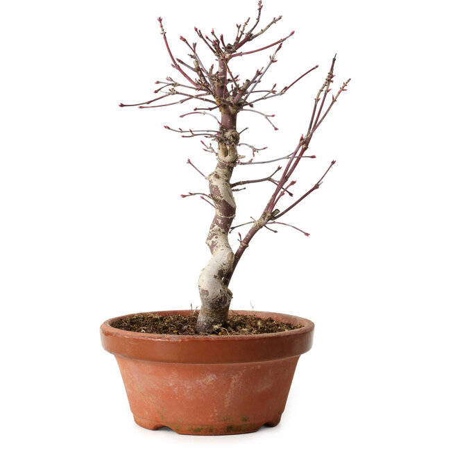 Acer palmatum deshojo, 27 cm, ± 8 years old, with a nebari of 3 cm