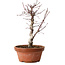 Acer palmatum deshojo, 27 cm, ± 8 años de edad, con un nebari de 3 cm