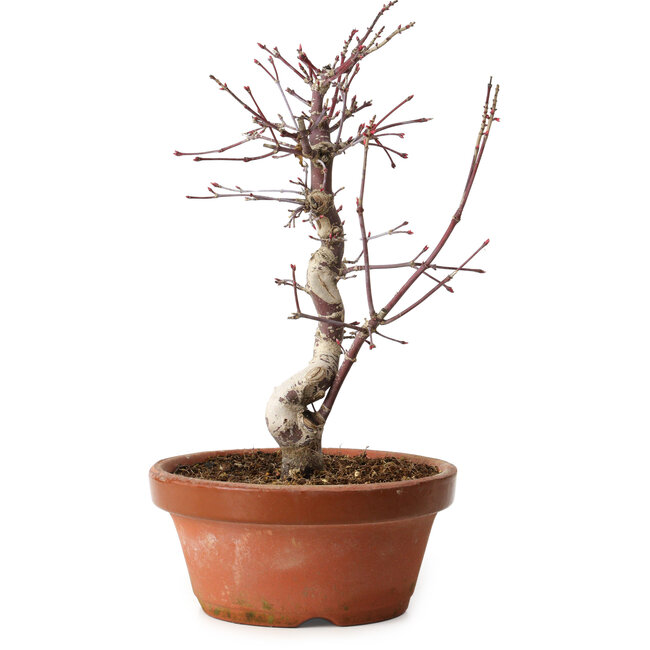 Acer palmatum deshojo, 27 cm, ± 8 ans, avec un nebari de 3 cm