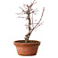 Acer palmatum deshojo, 27 cm, ± 8 anni, con nebari di 3 cm