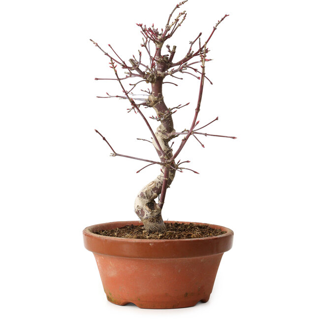 Acer palmatum deshojo, 27 cm, ± 8 years old, with a nebari of 3 cm