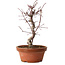 Acer palmatum deshojo, 27 cm, ± 8 jaar oud, met een nebari van 3 cm