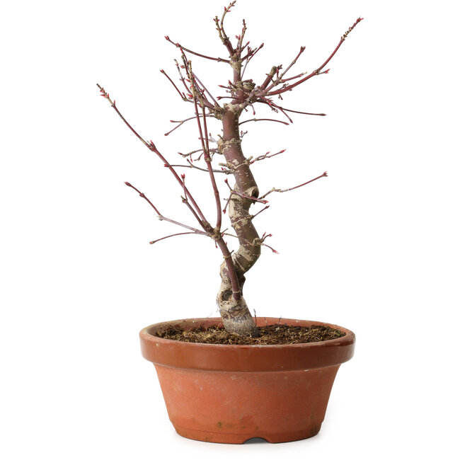 Acer palmatum deshojo, 27 cm, ± 8 years old, with a nebari of 3 cm