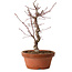Acer palmatum deshojo, 27 cm, ± 8 ans, avec un nebari de 3 cm