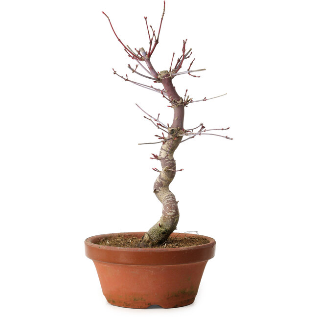 Acer palmatum deshojo, 27 cm, ± 8 ans, avec un nebari de 3 cm