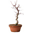 Acer palmatum deshojo, 27 cm, ± 8 ans, avec un nebari de 3 cm